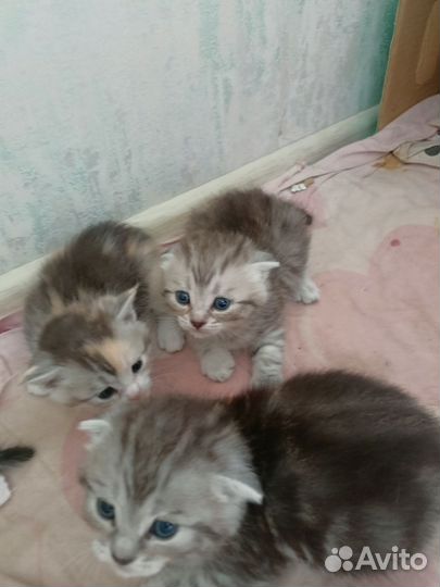 Котята от британской кошки