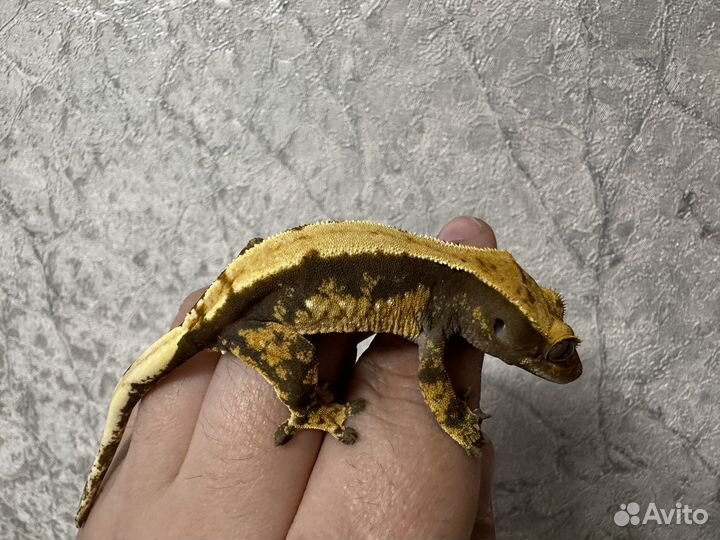 Реснитчатый бананоед самки