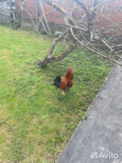 Петух Кучинский