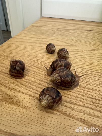 Улитка ахатин