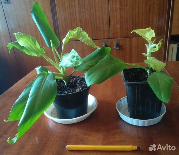 Комнатные и садовое растения