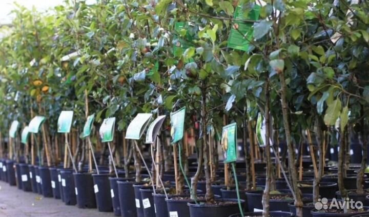 Карликовые яблони