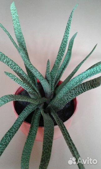 Бородавчатая гя