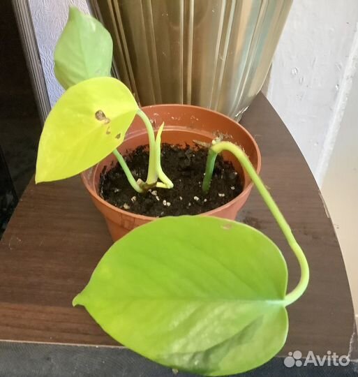 Комнатные цветы излишки