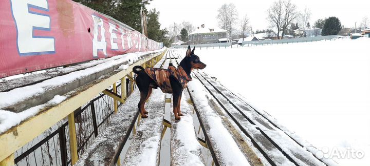 Вязка цвергпинчер