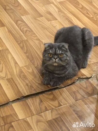 Шотландская вислоухая кошка бесплатно