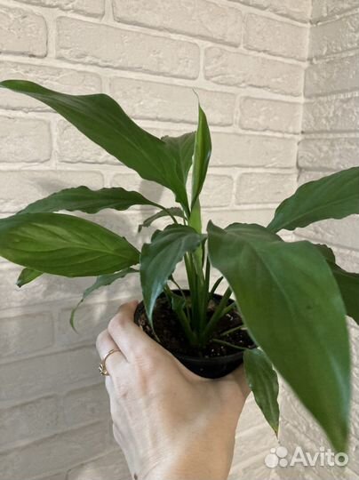 Спатифиллум