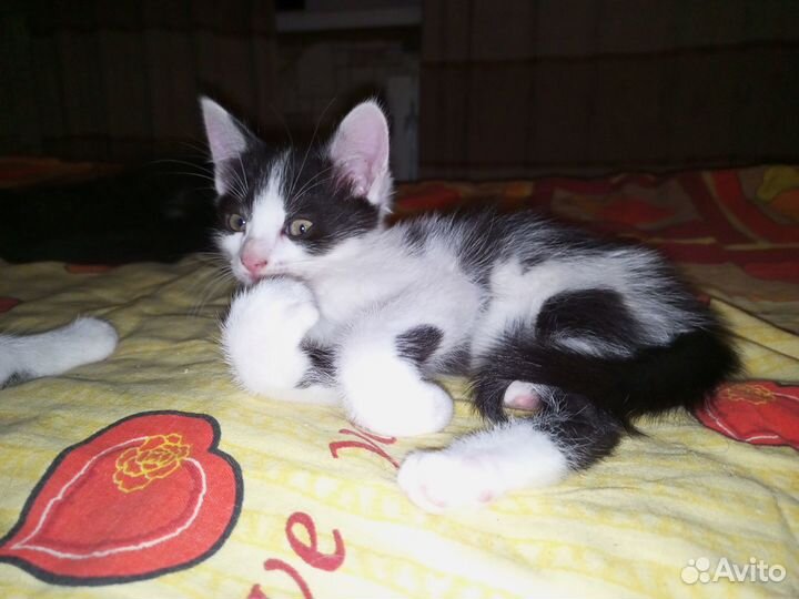 Котенок-мальчик ищет дом