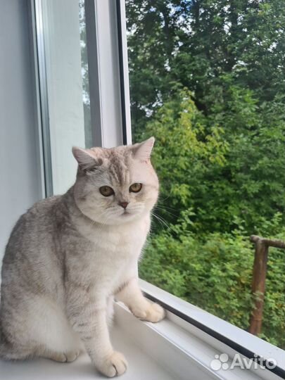 Шотландский кот вязка