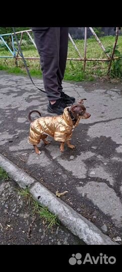 Вещи на той терьера