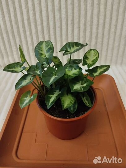 Сингониумы