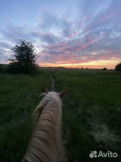 Конные прогулки, тренировки