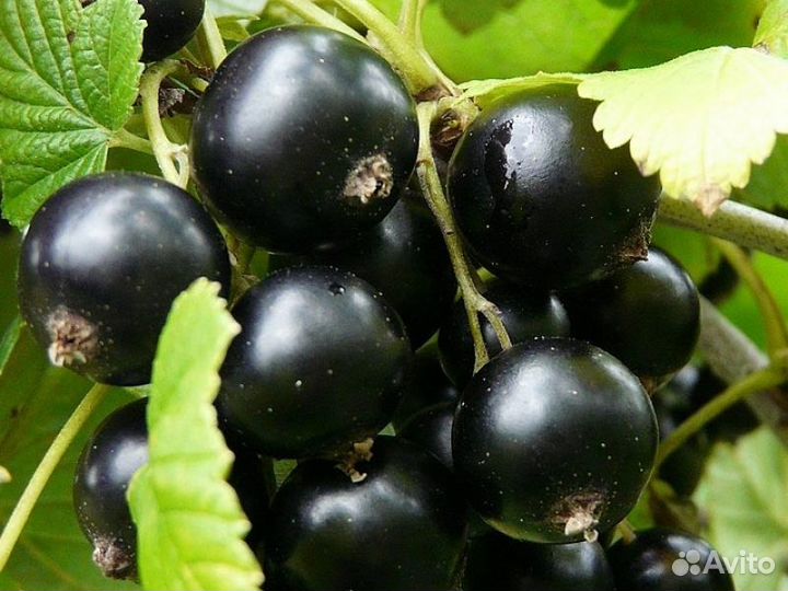 Саженцы Смородина черная Добрыня
