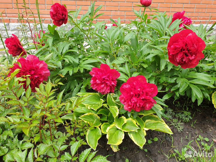 Пион ранний