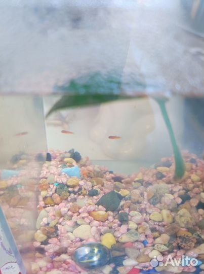 Продам мальков меченосцев