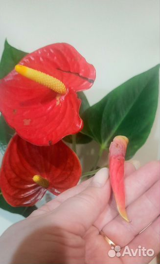 Антуриум Adriano Red цветущий