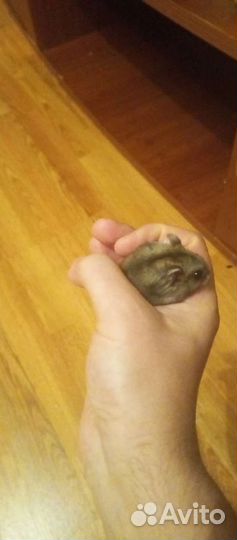 Сумбурские хомячки