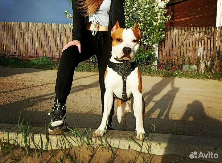 Американский Стаффордширский терьер вязка