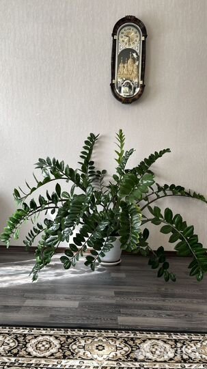 Замиокулькас шикарный