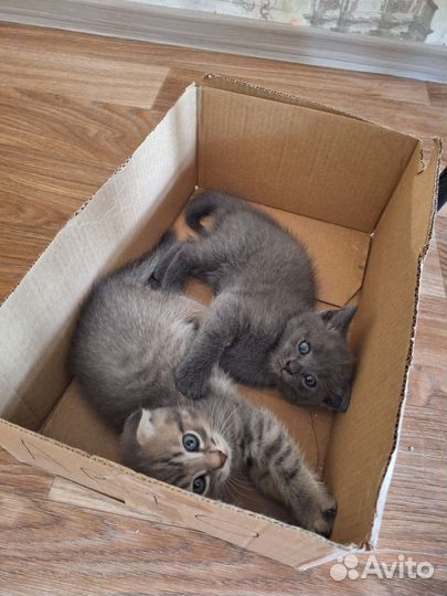 Котята от Шотландской кошки