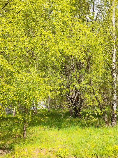 Участок 18,5 сот. (СНТ, ДНП)