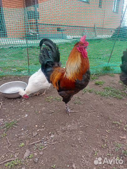 Молодые петушки