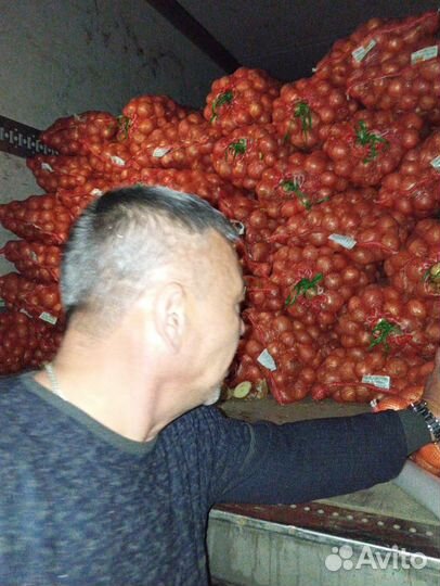Продам лук опт