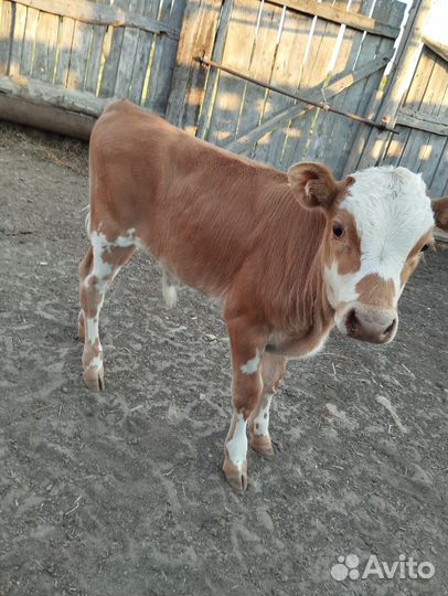 Продаю коров