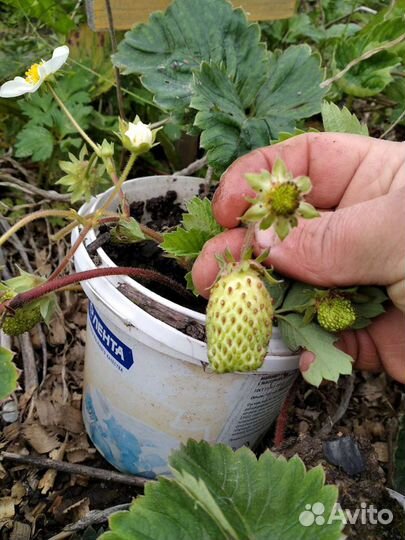 Земклуника Купчиха,Кокинская и Холковская