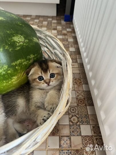 Котята золотая шиншилла