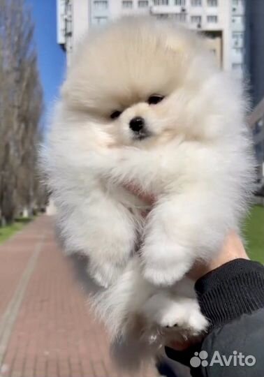 Померанский шпиц мальчики мишки