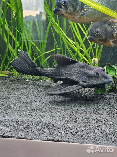 Сомы парчовый птеригоплихт 30 см