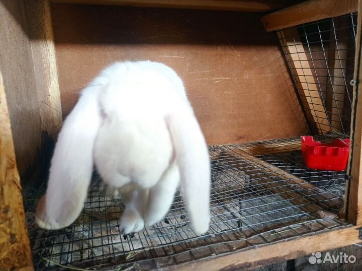 Кролики мясных пород