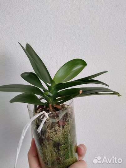 Орхидея фаленопсис мини