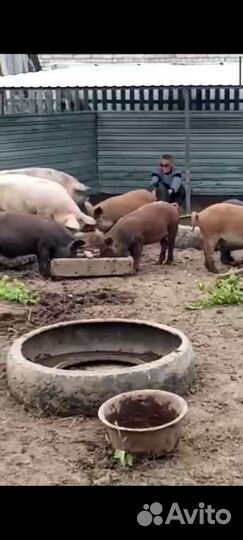 Поросята Королевские Кармалы