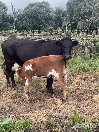 Корова с теленком