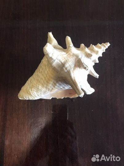 Морские ракушки