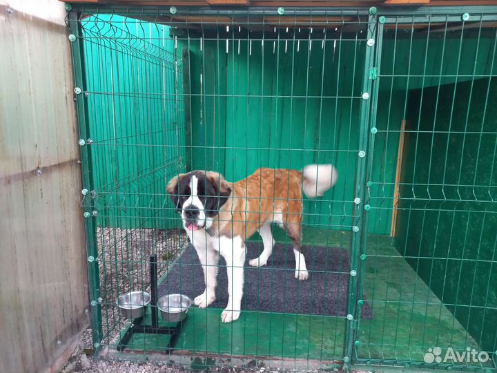 Мини гостиница для собак