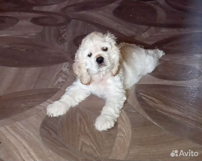 Кокер спаниель