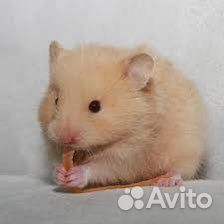 Сирийский хомяк