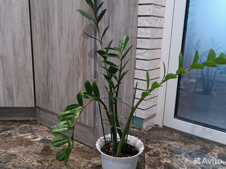 Замиокулькас