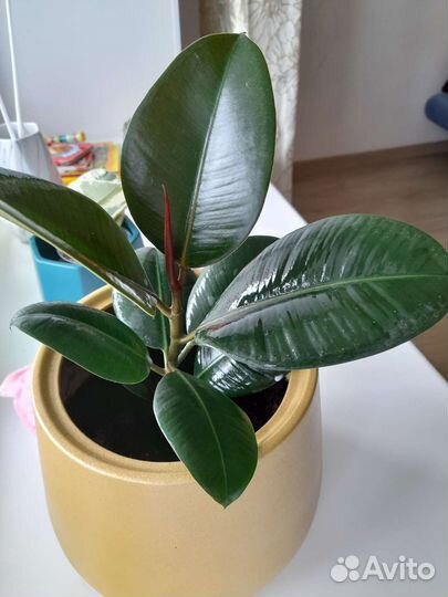 Фикус каучуконосный большой