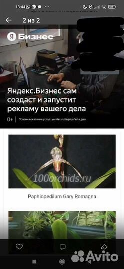 Орхидея Пафиопедилум