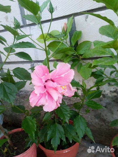 Гибискус комнатный