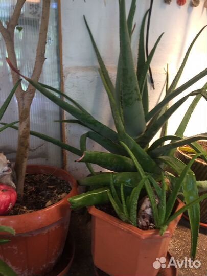 Алоэ Вера -аптека в вашем доме