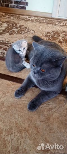 Вислоухая девочка