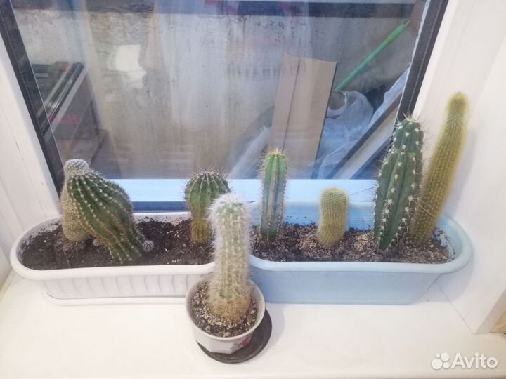 Кактусы и суккуленты