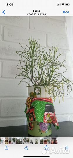 Комнатные цветы