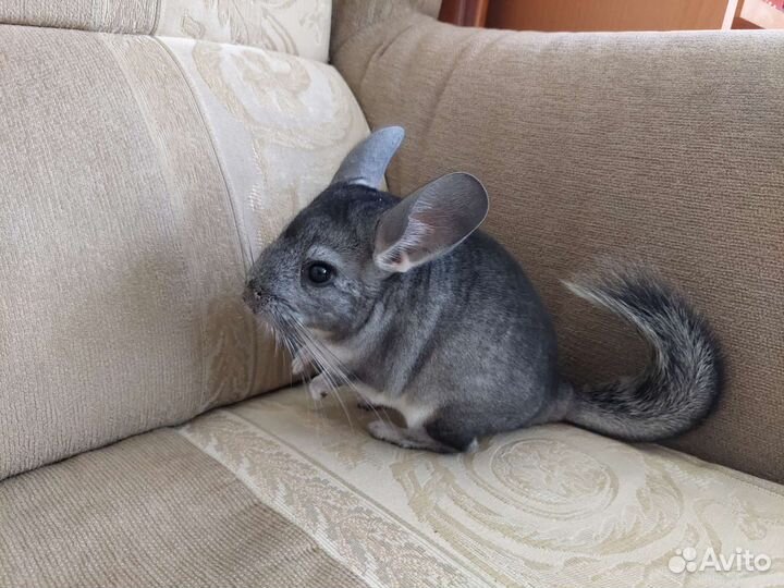 Шиншилла мальчик