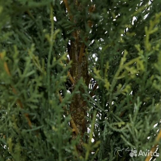 Туя искусственная /Оренбург/деревья в офис